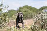 CANE CORSO 328